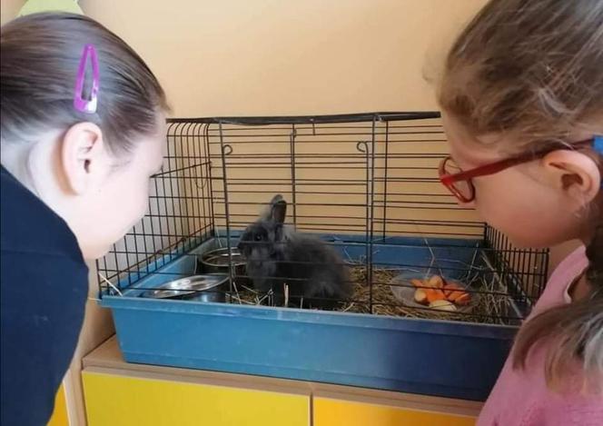 RODOTERAPIA - czyli terapia gryzoniami w Szkole Podstawowej Specjalnej nr 19 w Kaliszu