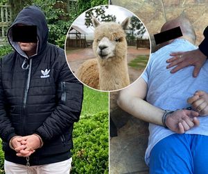 Były mąż zlecił rzeź alpak i lamy koło Kruszwicy. Egzekucję wykonał Rosjanin