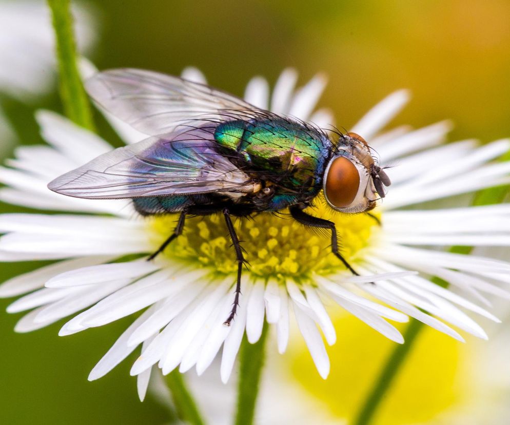  Inwazja much gigantów! Składają jaja w ciałach