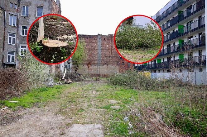 Deweloper nielegalnie wyciął dwa drzewa w Warszawie. Mieszkańcy oburzeni. „Będziemy reagować”