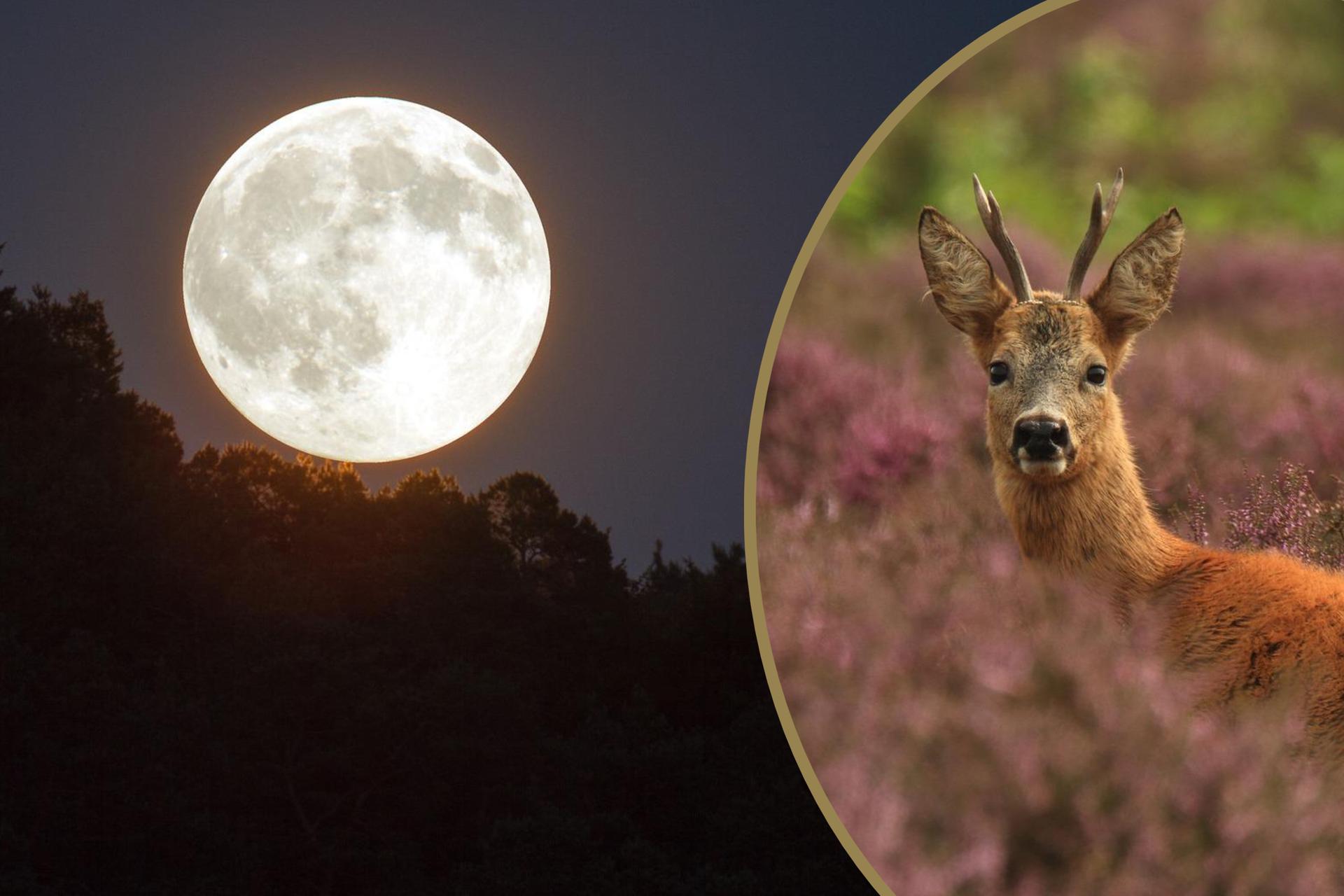 Lună plină pentru capre în iulie 2022. O lună uriașă va face din aceasta o noapte nedorită!  Când este luna plină?  – Super Express