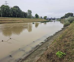 Wysoka woda na Wisłoku po ulewach