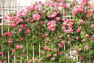 Róże pnące na podporach
