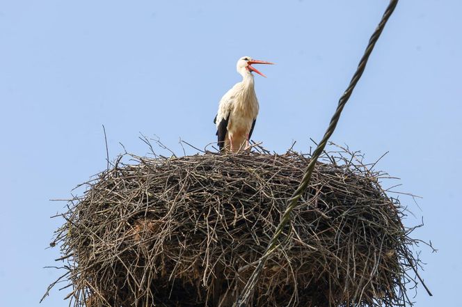 Deszcz uszkodził dom bocianiej rodziny w Krutyni