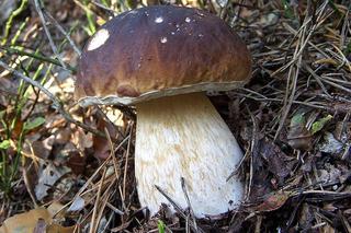 Jakie grzyby zbierać we wrześniu i październiku? Tych rarytasów jest teraz wysyp!