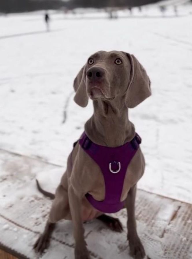 Przejechali mu psa oplem. "Zabili moją Sunię"