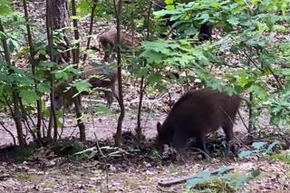 M jak miłość na planie. Dziki, który zaatkowały Annę Muchę