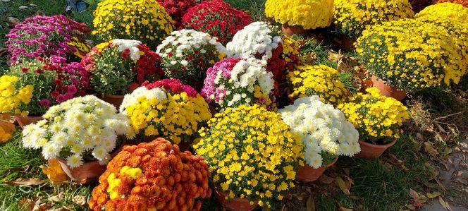 Przygotowania do Wszystkich Świętych Zamość