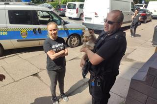 Pies zamknięty w rozgrzanym samochodzie