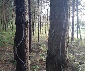 Kłusownik z powiatu tomaszowskiego wpadł w fotopułapkę