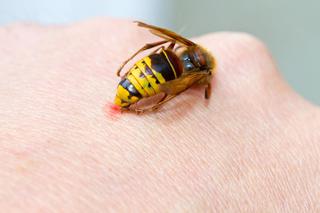 Użądlenie szerszenia boli bardziej, niż użądlenie osy lub pszczoły 