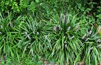 Liriope szafirkowata