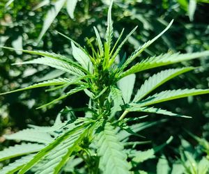 Areszt za uprawę marihuany. 