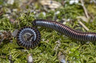 Krocionogi: jak wyglądają? Czy są groźne dla roślin i dla człowieka? Jak zwalczać krocionogi?