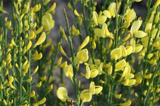 Żarnowiec  - Cytisus sp.