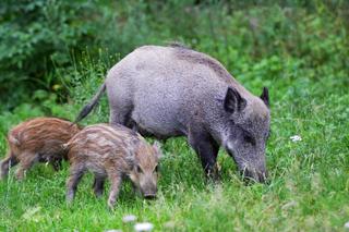 Leśne maluchy w Polskich lasach. Jak zwierzęta dbają o swoje potomstwo? [ZDJĘCIA]