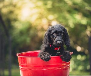 Jak pomóc psu podczas upału? Weterynarz radzi. Wielu z nas popełnia ten błąd