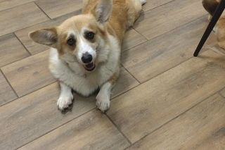 Pierwsza w Polsce kawiarnia z psami Corgi