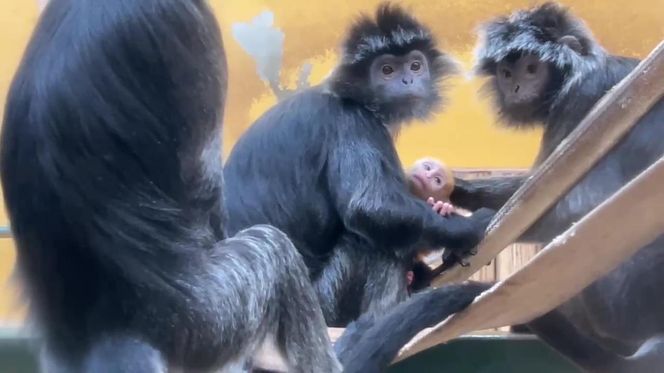 Lutung jawajski w gdańskim zoo