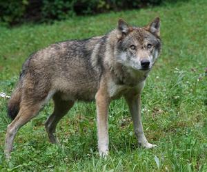 Wilki zaatakowały psa na terenie Jarosławia. Miasto ostrzegło mieszkańców 