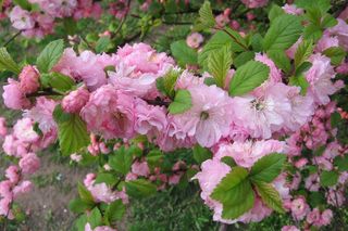 Migdałek trójklapowy = migdałowiec trójklapowy - Prunus triloba