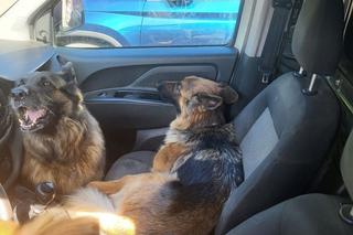 Zostawił je rozgrzanym jak piekarnik aucie na 6 godzin! Gdy je uwolnili, rzuciły się na wodę