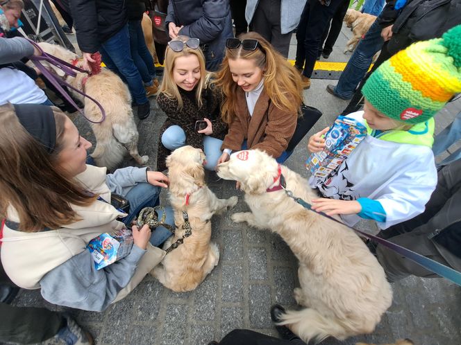 33. Finał WOŚP z grupą krakowskich Golden Retrieverów