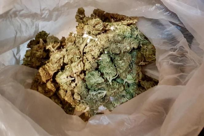 150 gramów marihuany zabezpieczyli pilscy kryminalni