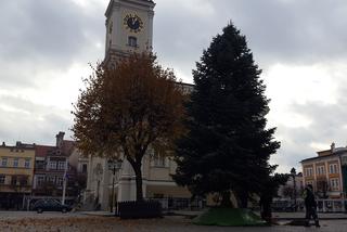 ​Leszno szykuje się na święta. Na rynku przy ratuszu stanęła choinka