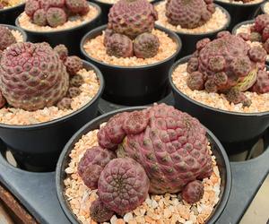 Sulcorebutia rauschii