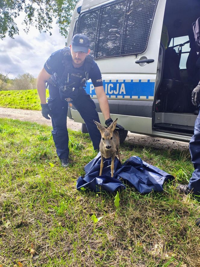 Policjanci uratowali tonącą sarenkę