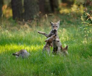 Leśne maluchy w Polskich lasach. Jak zwierzęta dbają o swoje potomstwo? [ZDJĘCIA]