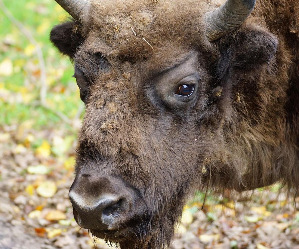 Białowieża. Spotkanie jelenia z żubrem. Jest nagranie