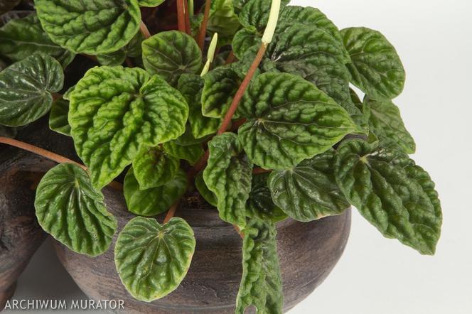 Peperomia