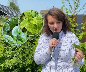 Góralka zdradza sposoby na miłość. Zerwij zioła o magicznej mocy i uwarz eliksir. Wybranek zadurzy się w tobie po uszy [WIDEO]