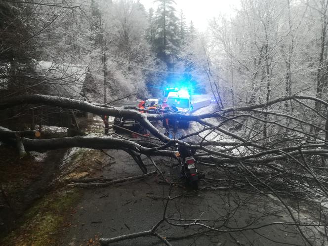 Sopotnia Mała: Na parę jadącą motorowerem spadło drzewo. Trafili do szpitala 