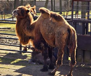 W Śląskim Ogrodzie Zoologicznym narodził się maleńki wielbłąd. Franek już teraz skrada serca