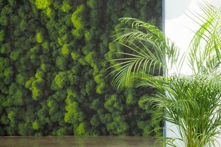 Dekoracje z mchu na ścianie