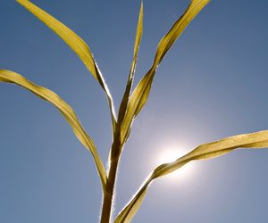 Zgnilizna korzeni atakuje?