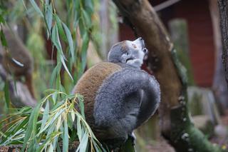 Lemury koroniaste we wrocławskim zoo