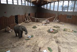 Poznańskie Zoo pożegnało słonia Yzika. Zwierzę trafi do Włoch! [AUDIO]