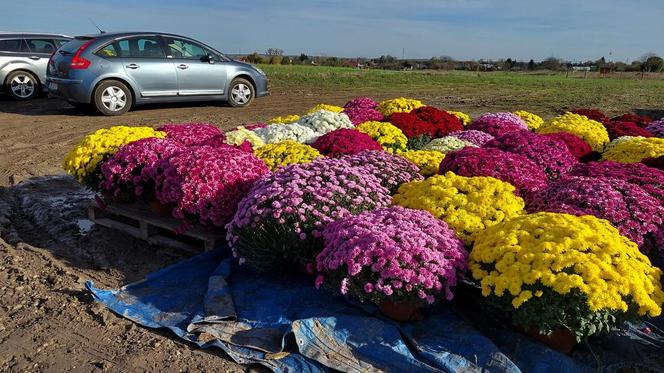 Zamościanie przygotowują się na dzień Wszystkich Świętych