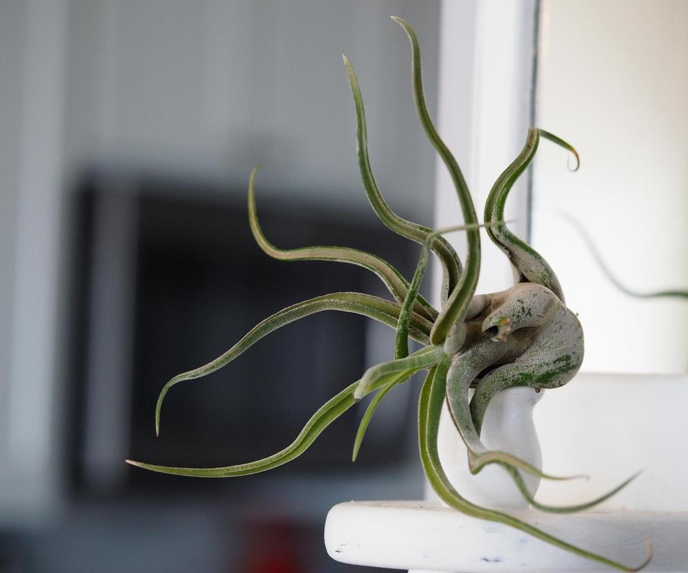 Oplątwa duża (Tillandsia Caput Medusae)