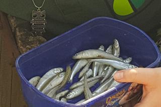 Światowy Dzień Żółwia