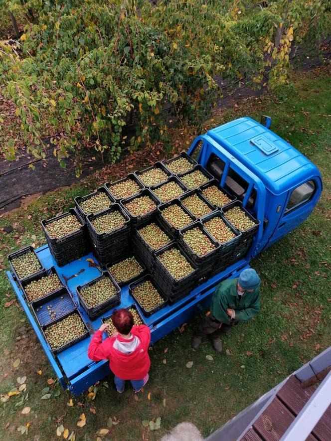 Wyjątkowe owoce rosną pod Bydgoszczą. Wiadomo już, że mini kiwi mają 20 składników odżywczych, a naukowcy nie skończyli liczyć