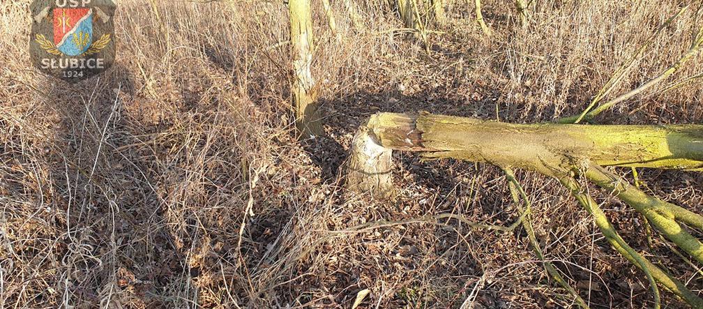 Płock. O krok od tragedii! Na drogę spadło drzewo podgryzione przez bobry! [ZDJĘCIA]