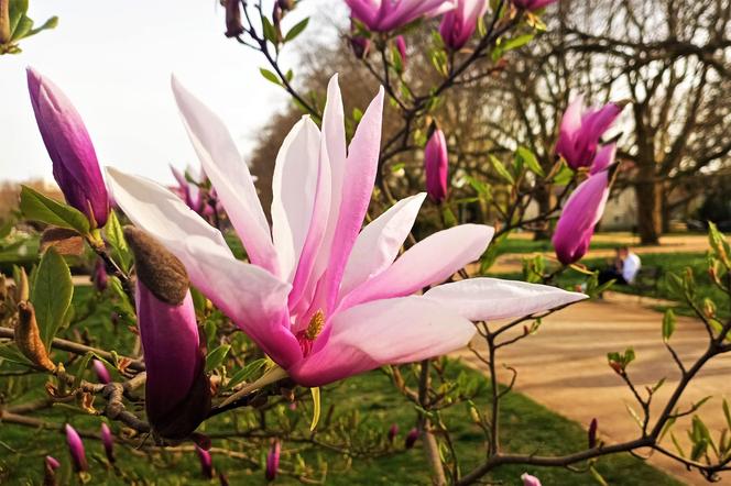 Magnolie w Szczecinie