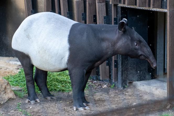 Tapir Willy nowym mieszkańcem Orientarium w Łodzi