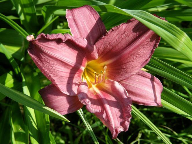liliowce