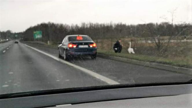 Zabrze: Łabędź błąkał się po Drogowej Trasie Średnicowej. Policjanci eksortowali go do stawu